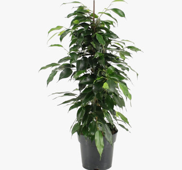 Ficus Benjamina – Danielle 1