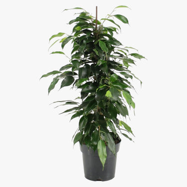 Ficus Benjamina – Danielle 1