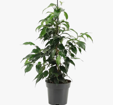Ficus Benjamina – Danielle 2