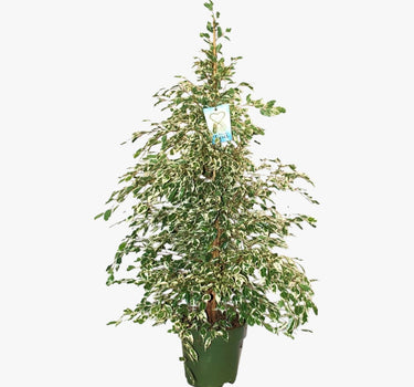 Ficus Benjamina – Starlight – Benjamin Tree 1