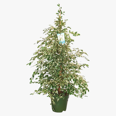 Ficus Benjamina – Starlight – Benjamin Tree 1