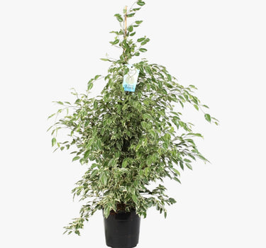 Ficus Benjamina – Starlight – Benjamin Tree 2