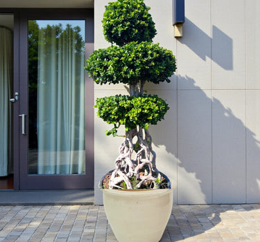 Ficus Bonsai Net Shaped – 2.0-2.5m 2