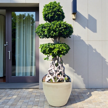 Ficus Bonsai Net Shaped – 2.0-2.5m 2