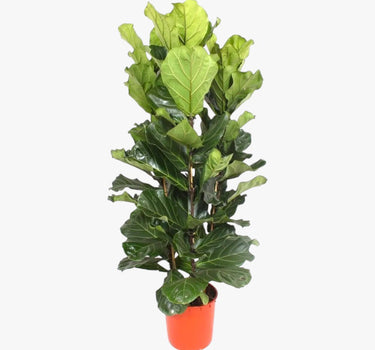 Ficus Lyrata – Fiddle Leaf Fig – Fig Tree 2