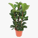 Ficus Lyrata – Fiddle Leaf Fig – Fig Tree 3