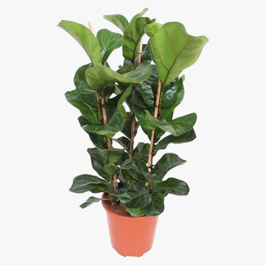 Ficus Lyrata – Fiddle Leaf Fig – Fig Tree 3