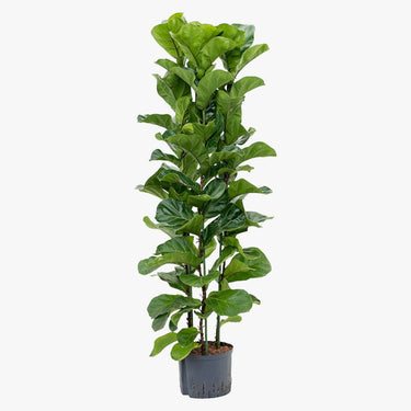 Ficus Lyrata – Fiddle Leaf Fig – Fig Tree 4