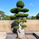 Ficus Panda Multi Head/Root 2