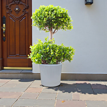 Ficus Panda – 2 Head – Ficus Retusa 2