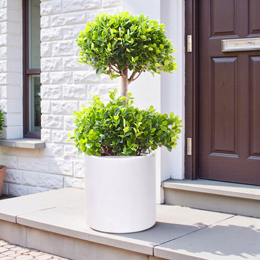 Ficus Panda – 2 Head – Ficus Retusa 3
