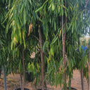 Ficus Amstelking Large Plants UAE. Potted trees in a row with a clear sky background