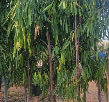 Ficus Amstelking Large Plants UAE. Potted trees in a row with a clear sky background