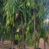Ficus Amstelking Large Plants UAE. Potted trees in a row with a clear sky background