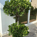Ficus Double Head Outdoor Plants UAEP. otted plant on a patio with a building in the background 