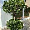 Ficus Double Head Outdoor Plants UAEP. otted plant on a patio with a building in the background 