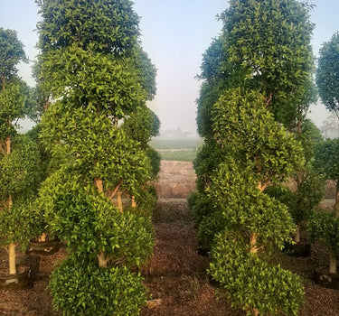 Ficus Spiral Shape Outdoor Plants UAE. Two tall, green, pyramid-shaped trees in a field with a clear sky.