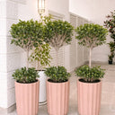 Ficus Tree Double Head in Classy Pot-1pc Plants UAE. Decorative potted plants in pink and white pots on a tiled floor.