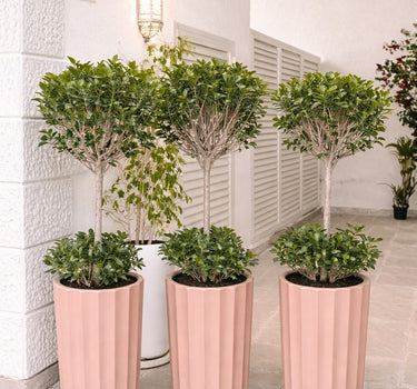 Ficus Tree Double Head in Classy Pot-1pc Plants UAE. Decorative potted plants in pink and white pots on a tiled floor.