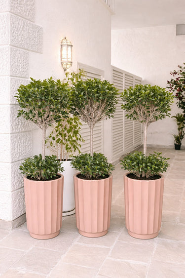 Ficus Tree Double Head in Classy Pot-1pc Plants UAE. Decorative potted plants in pink and white pots on a tiled floor.