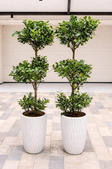 Ficus Triple Head Outdoor Office Plants Dubai. Three potted plants in white containers on a tiled floor.