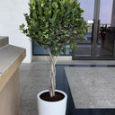 Ficus twisted Outdoor Plants UAE. Potted plant in front of a building entrance with glass doors and windows.