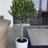 Ficus twisted Outdoor Plants UAE. Potted plant in front of a building entrance with glass doors and windows.