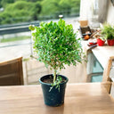 Murraya Paniculata ‘Exotica’ – Orange Jasmine 1