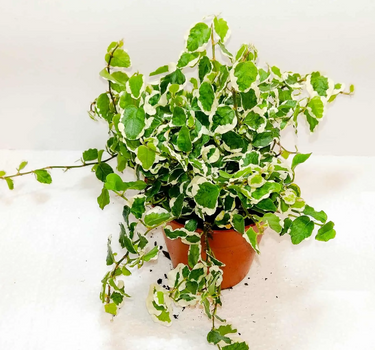 Ficus pumila – Variegated – Creeping Fig 1