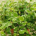 Ficus pumila – Variegated – Creeping Fig 2