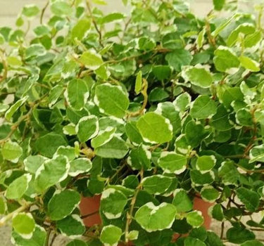 Ficus pumila – Variegated – Creeping Fig 2