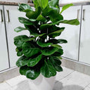 Fiddle Air Purifying Plants UAE. Potted plant on a tiled floor with white cabinets in the background