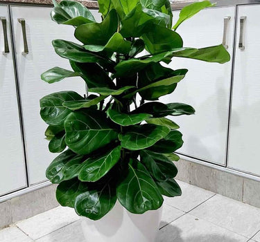 Fiddle Air Purifying Plants UAE. Potted plant on a tiled floor with white cabinets in the background