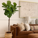Fiddle Big in Basket Indoor Plants UAE. Living room with a brown sofa, decorative pillows, and a large potted plant.