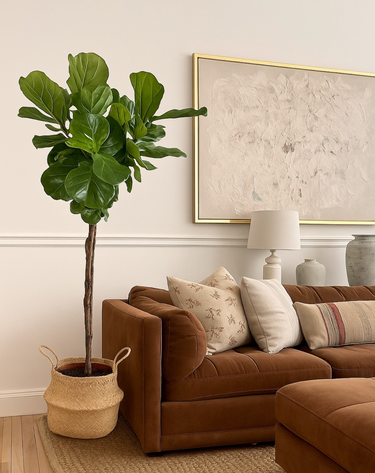 Fiddle Big in Basket Indoor Plants UAE. Living room with a brown sofa, decorative pillows, and a large potted plant.