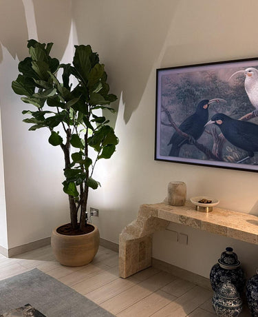 Fiddle Fig Tree Large in Beige Indoor Plants UAE. Room interior with a large potted plant, a wall-mounted TV displaying birds, and decorative items.