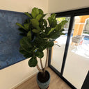 Fiddle Fig Tree in Luxury Ceramic Pot Plants UAE. Potted plant in a room with a large window.