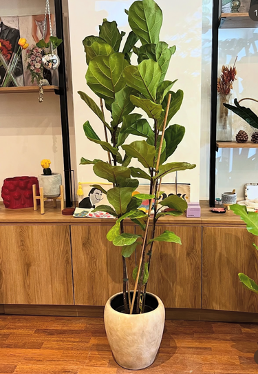 Fiddle Premium in Rustic Pot Indoor Plants UAE. Fiddle leaf fig plant in a pot on a wooden surface with a blurred indoor setting in the background.