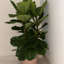 Fiddle Tree in UAE. Potted plant in a corner of a room with white walls and floor.