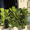 Fig Tree Bundle 3pc Plants UAE. Three potted fiddle leaf fig plants on a stone ledge outside a building.