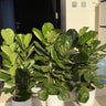 Fig Tree Bundle 3pc Plants UAE. Three potted fiddle leaf fig plants on a stone ledge outside a building.