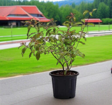 Hamelia Patens or Fire Bush 1