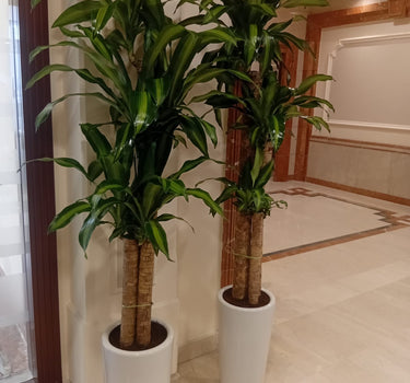 Fortune Plant (150–160 cm) Indoor Plants UAE. Two tall potted plants in a room with a mirror and a door in the background.