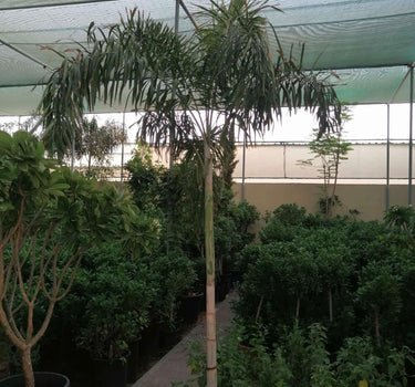 Foxtail Palm (2m–2.5m) Outdoor Large Plants Dubai. Tall potted plant under a green roof in an outdoor setting