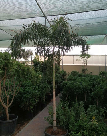 Foxtail Palm (2m–2.5m) Outdoor Large Plants Dubai. Tall potted plant under a green roof in an outdoor setting