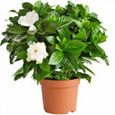 Gardenia Jasminoides – Cape Jasmine (Outdoor) 2