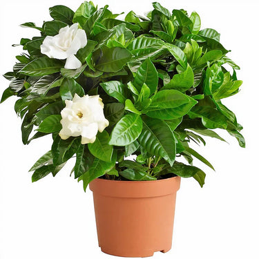 Gardenia Jasminoides – Cape Jasmine (Outdoor) 2