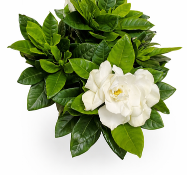 Gardenia Good Smelling Flower Plants UAE. White flowers with green leaves on a white background