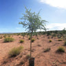 Ghaf Tree – Prosopis Cineraria 2