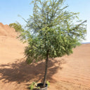 Ghaf Tree – Prosopis Cineraria 1